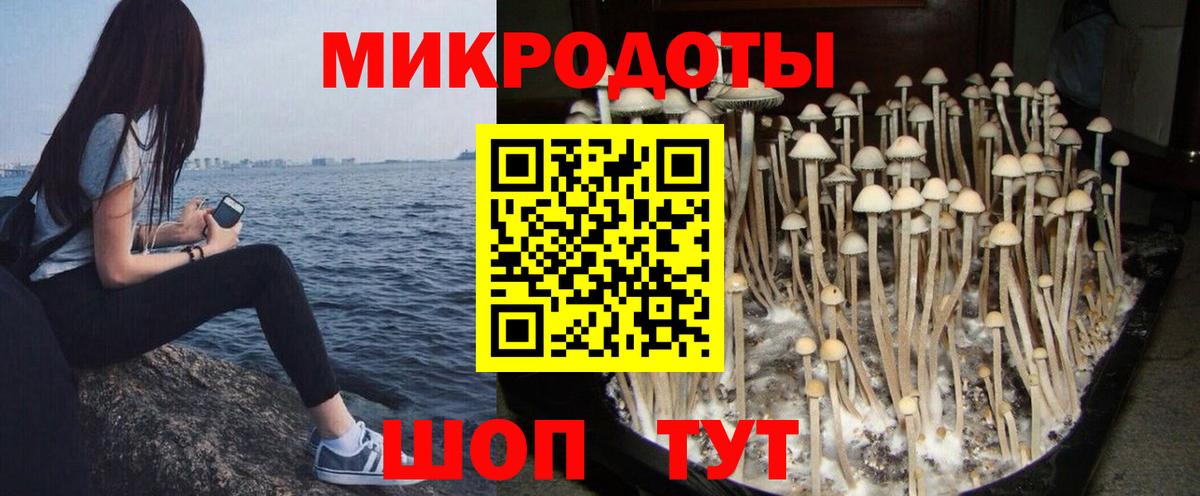 Псилоцибиновые грибы Cubensis Урай